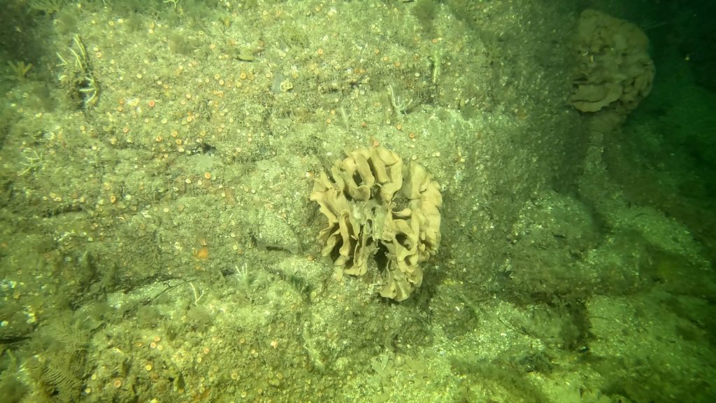 Citizen science diving with photogrammetry