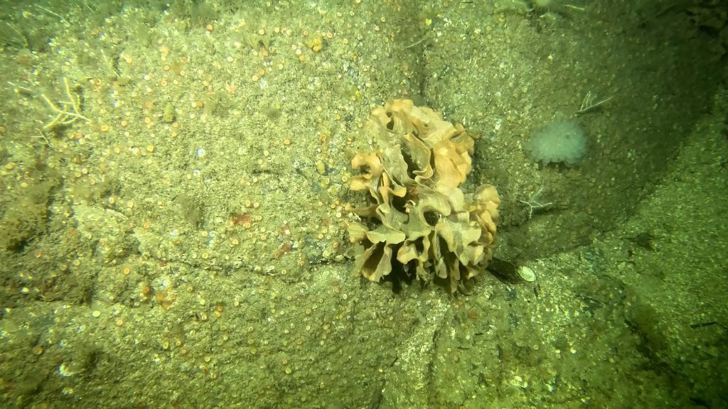 Citizen science diving with photogrammetry 3D reef modeling