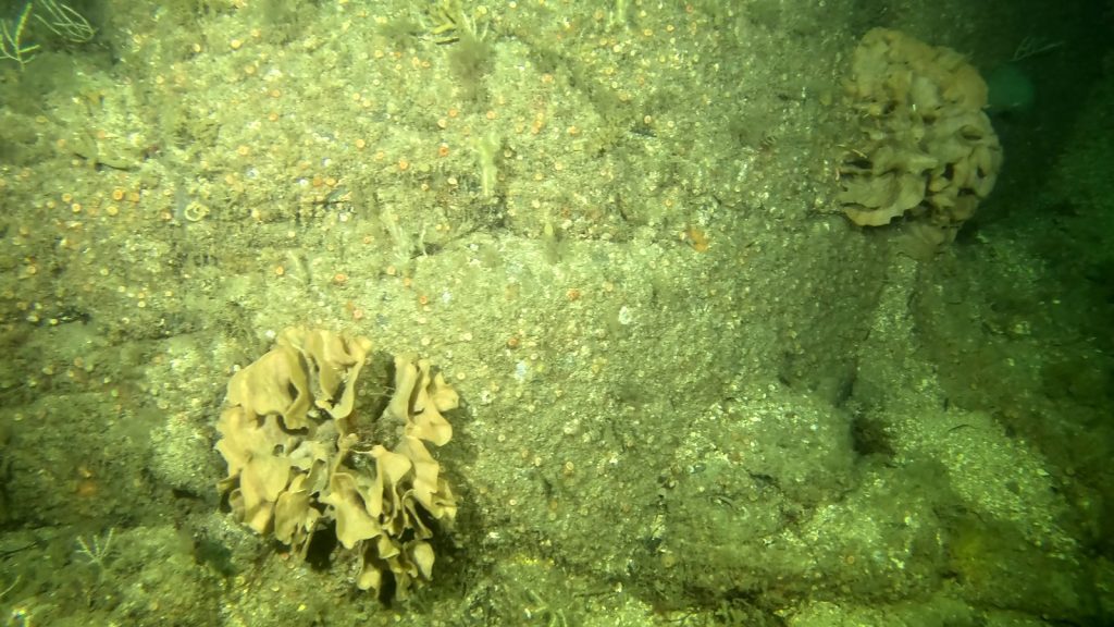 3D reef modeling, digital marine conservation