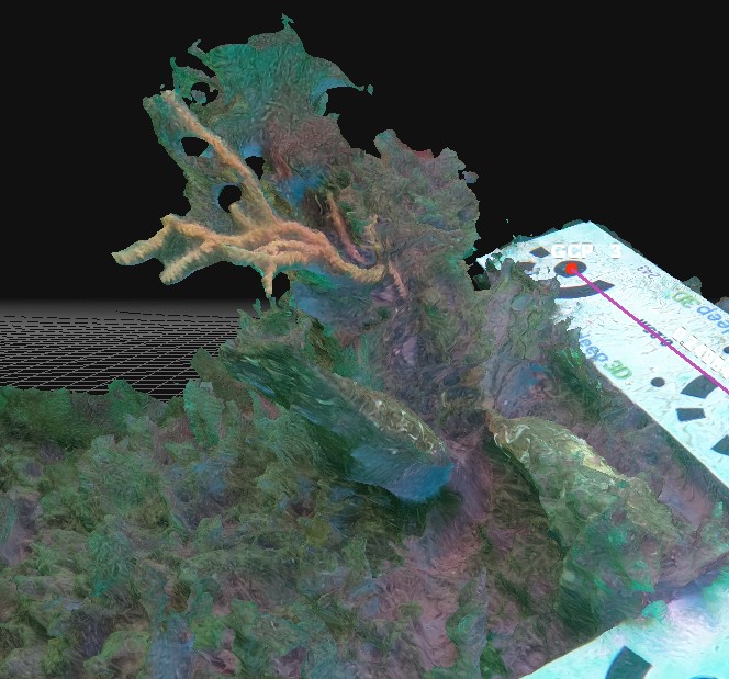 citizen science Sea Fan Photogrammetry