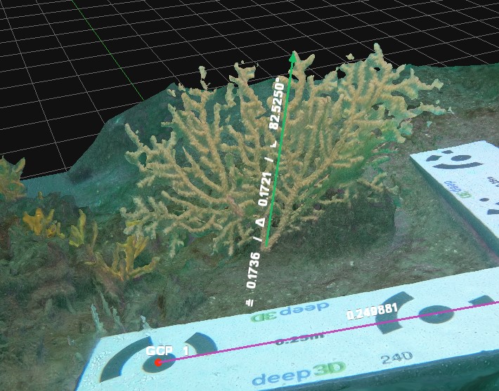 Underwater Seafan Photogrammetry Survey