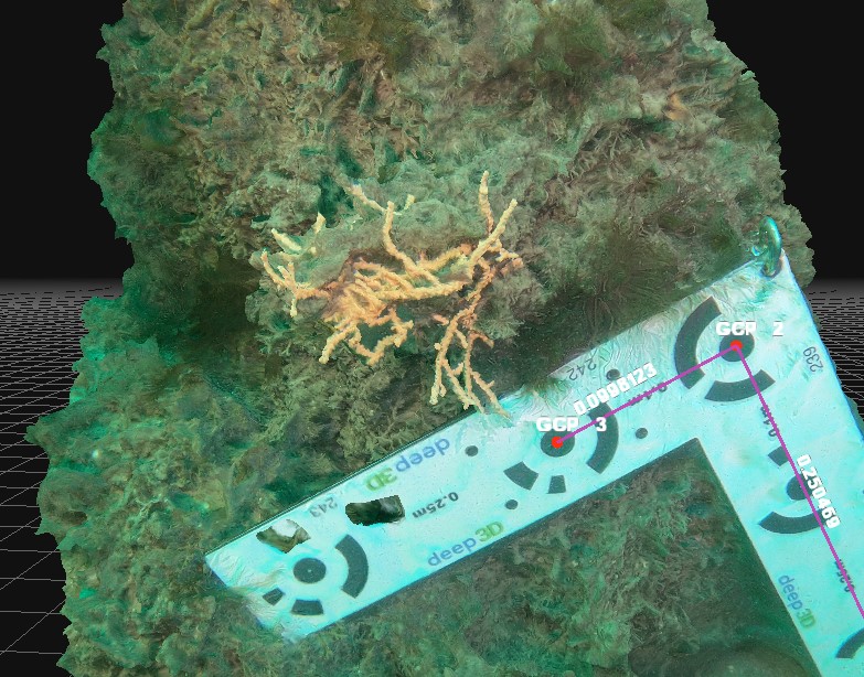 Good model showing both detailed sea fan elements and over growth